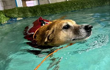 Book Recreational Swim 40min