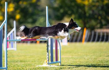 Book Course Strategy & Decision-Making — Agility Workshop