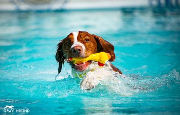 Book Dock Diving Beginner Seminar