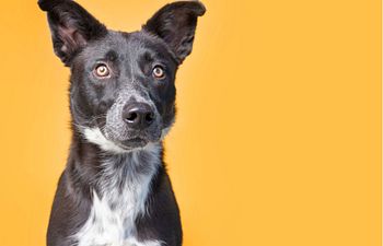 Book Advanced Obedience 