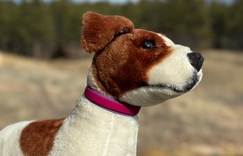 Book Tails & Trails: Hiking & Recall 1