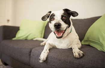 Book Private 1 hour Lesson at Allay Calm Canine 