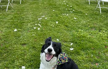 Book Discovery Call - Wedding and Event Dog Attendant