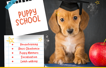 Book Puppy Beginnings 101 (8-20 weeks)