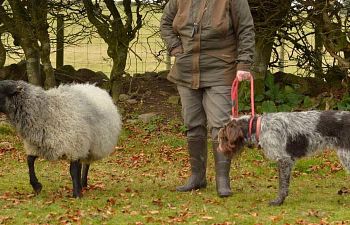 Book Sheep Desensitisation 