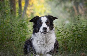 Book Dog Training Package (Session 1)