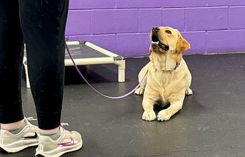 Book Perfect Pet Obedience