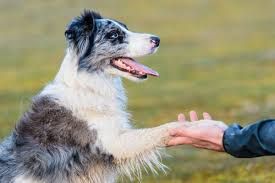 Book Service Dog Training in person session 