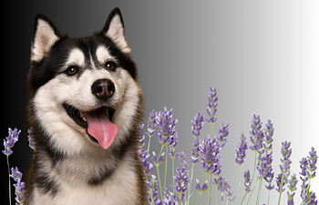 Book Private Session - Souly Care Pricing