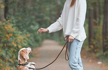 Book 6 Week Class  - Canine Good Citizen 