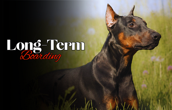 Book Overnight Boarding: Long Term
