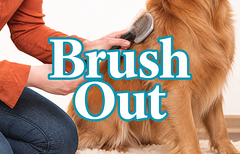 Book (B) Dry Shampoo & Brush Out