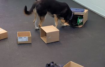 Book Training - GROUP CLASS - Sniff Happens - Intro to Scent Work