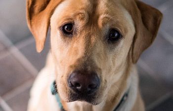 Book Consulting & Professional Support- Advanced 