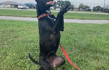 Book Tails & Tricks!