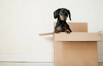 Book VIRTUAL  Puppy Training Lessons (Up to 20 weeks old)