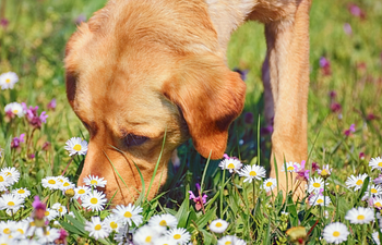 Book Souly Wild Rewilding Session