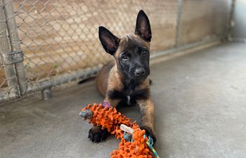 Book Great Beginnings - Puppy evaluation.consultation in your home