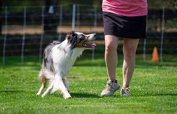 Book Distractions in the Rally / Obedience Ring - Workshop