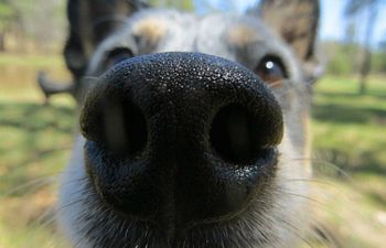 Book Beginner Scent Detection