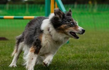 Book AT103 Agility Placement Test