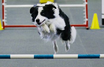 Book Intermediate/Advanced Agility