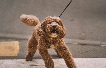 Book CR106 Reactive Dog Behavior Modification 30min
