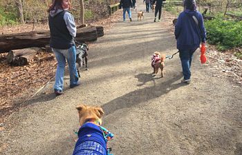 Book Fit Dog Club