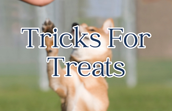 Book Tricks for Treats