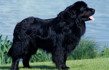 Book DE-SHED LONG COAT: De-shed, Bath, Nails & Tidy (Double Coats) - 5 - *XX_LARGE DOG* (80_to_110lbs) - $150+ (DESHED AND TRIM INCLUDE, FULL HAIRCUT NOT INCLUDED)