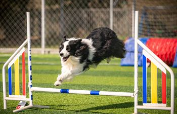 Book AT25 Agility Advanced - Waitlist Only