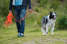 Book Long Leash/Off Leash Training (30 Min)