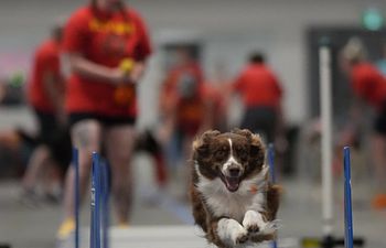 Book Flyball Intro Class