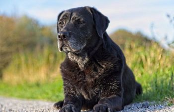 Book CT401 Caring for Your Aging Dog Webinar