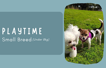 Book Social Session - Small Breeds
