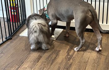 Book Drop-In: Nosework