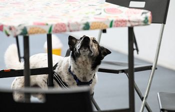 Book Drop-In Continuing K9 Nose Work