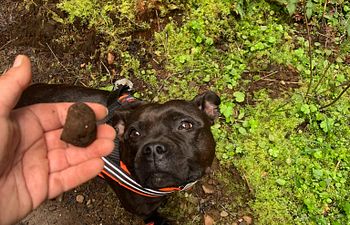 Book Truffle Hunting Class