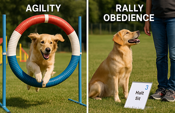Book Agilty & Rally Obedience