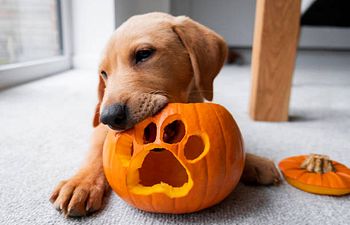 Book Tricks & Treats