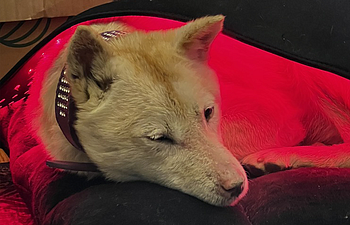 Book Mutt Mind & Body • PEMF and Red Light Therapy