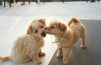Book Puppy Prodigies (Tier 2)