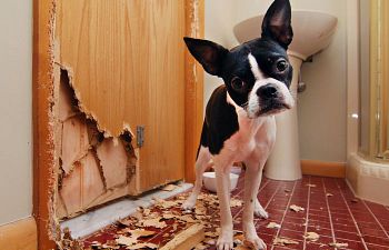 Book CS101 Separation Anxiety Discovery Call