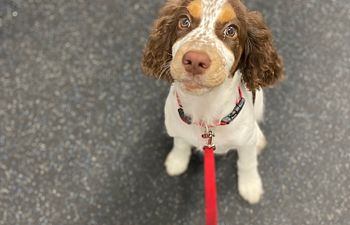 Book Star Puppy Day School