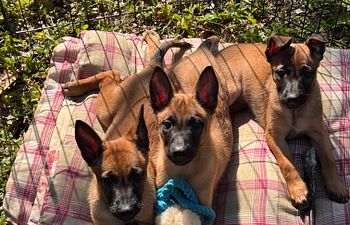 Book Puppy Genius - Group Class
