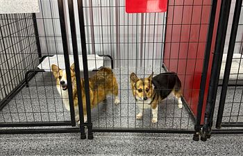 Book Velocity Villa (2 Dogs)- 5X5 mini