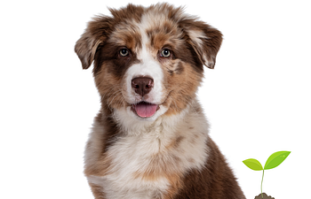 Book Souly Pathway - Private Puppy Session - Souly Sprouts - Puppies Under 6 Mos. Old