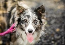 Book Happy Vet & Groomer Visits Workshop