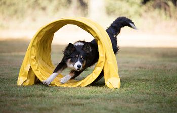 Book Agility | Level 1 | Intro