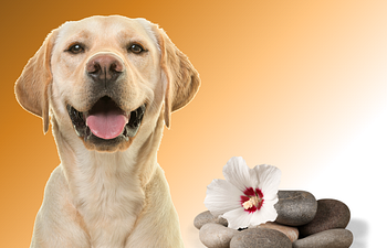 Book Souly Pathway - Private Session - Souly Stones - Dogs with a Solid Foundation